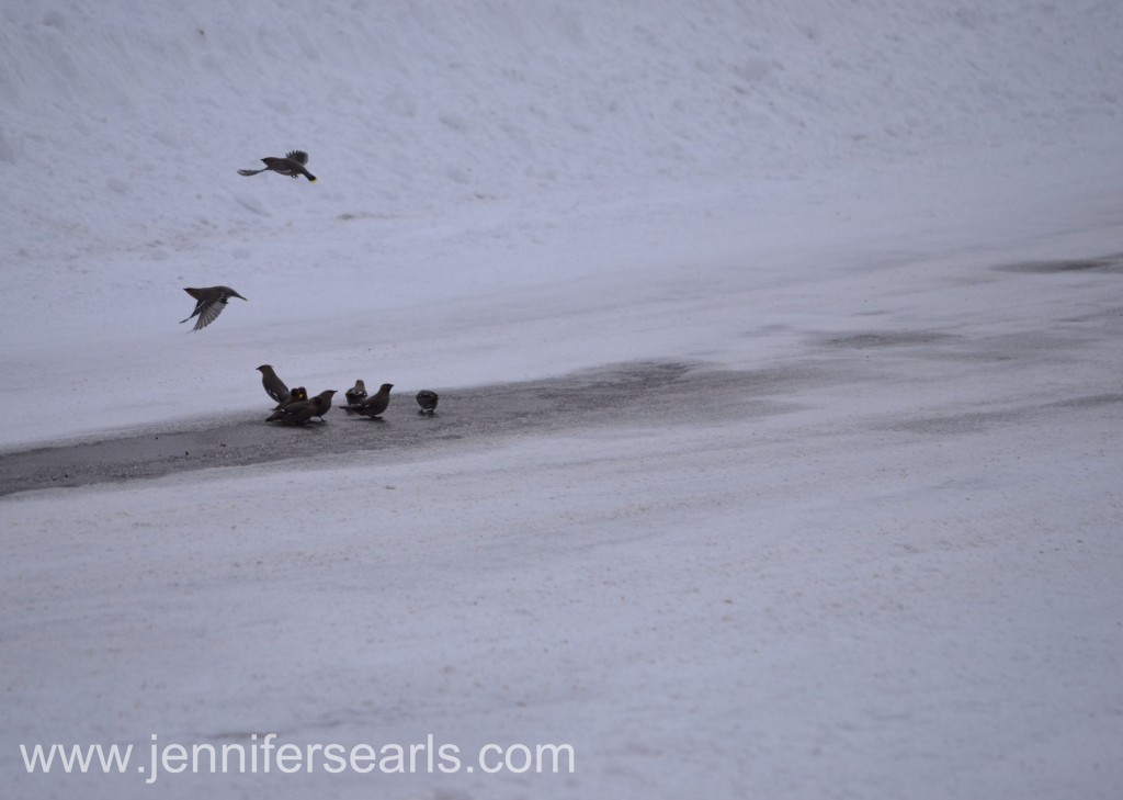 Waxwings in Icy Puddle