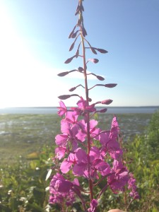 Fireweed Cook Inlet Coastal Trail