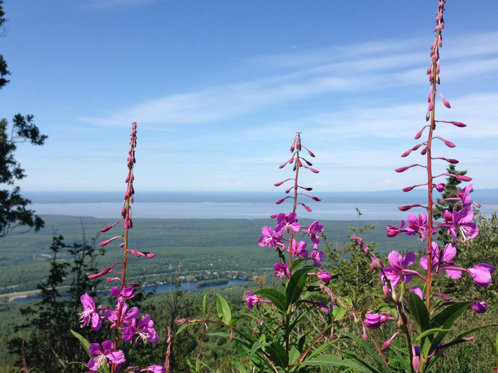 Fireweed Mt Baldy Alaska