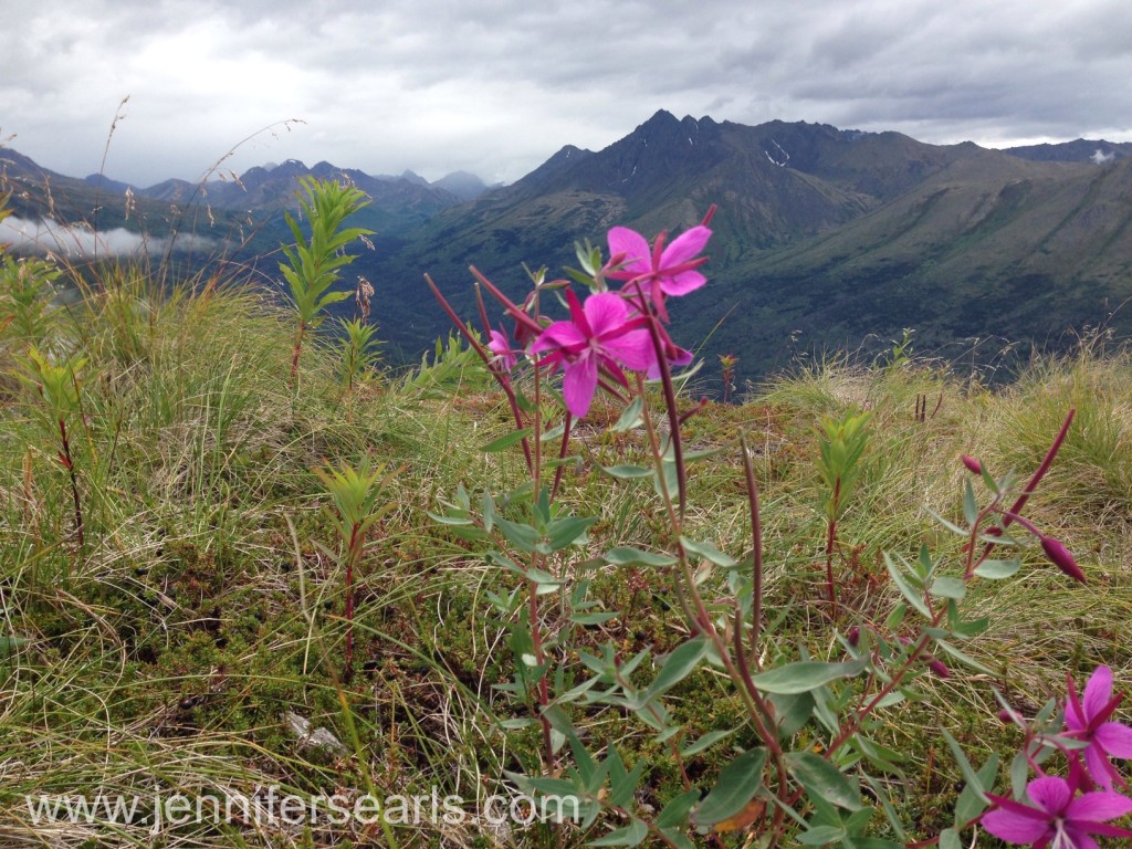 Fireweed in Chugach