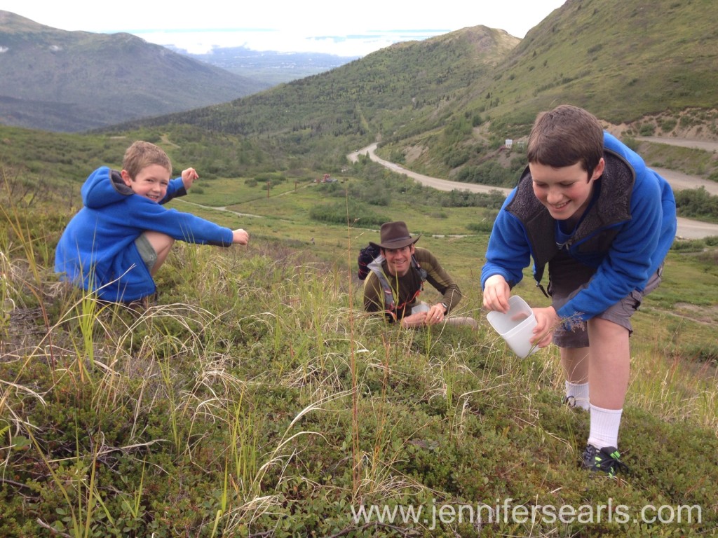 Blueberry Picking Alaska