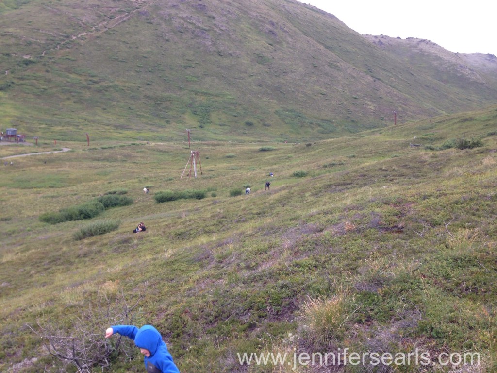 Arctic Valley Blueberry Picking
