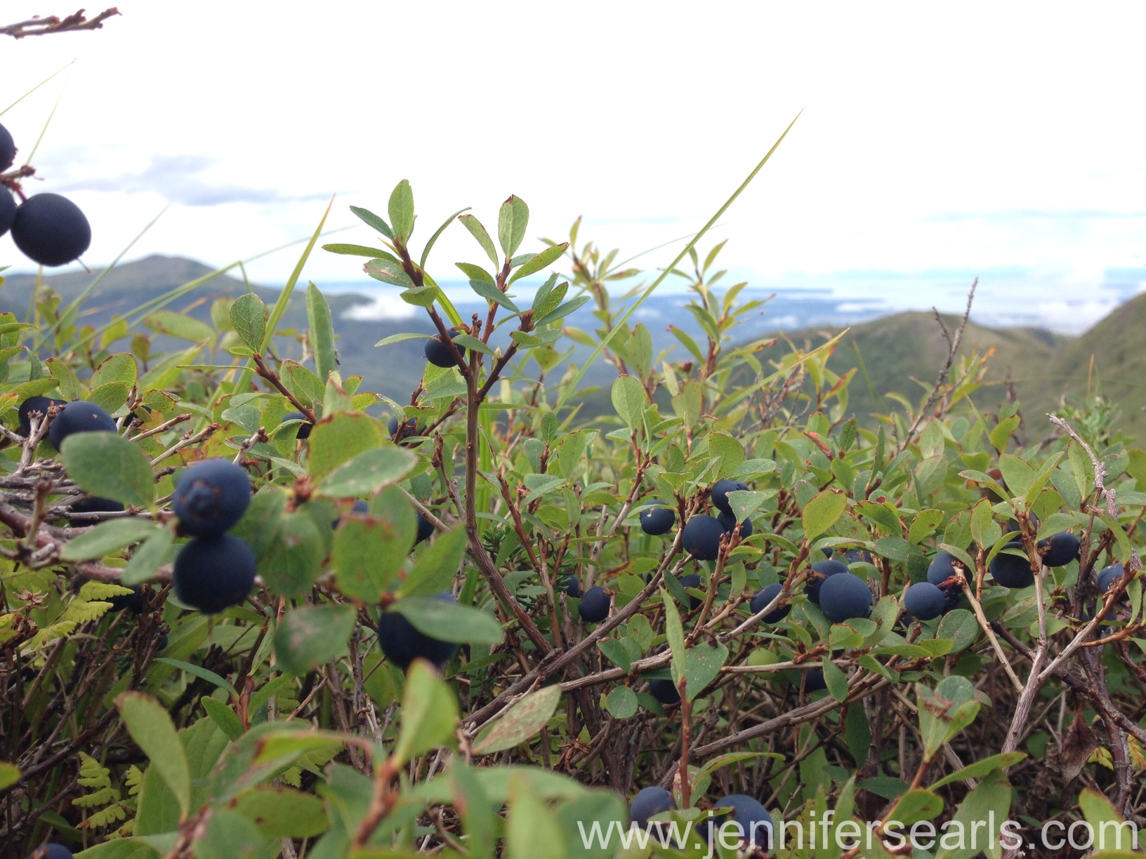 Alaska Blueberries