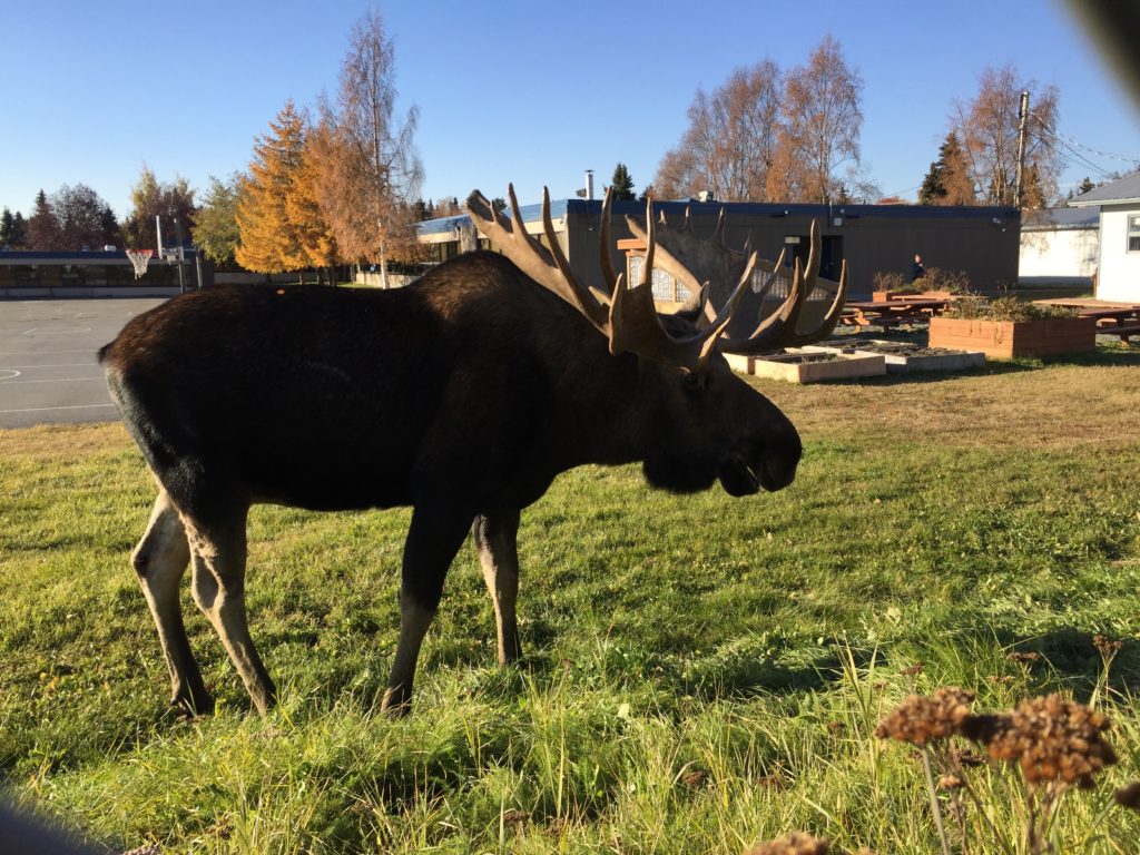 moose inlet view elementary