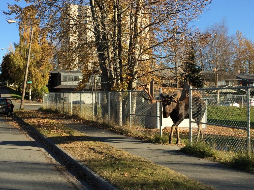 moose leaving inlet view elementary