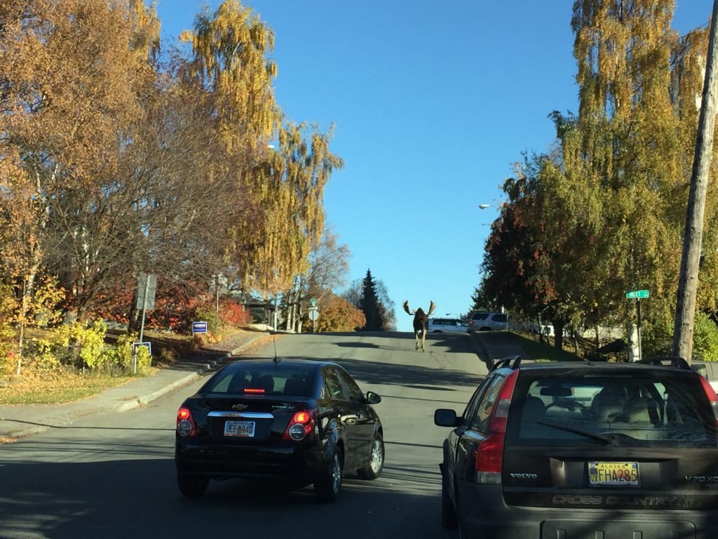 moose heading across l street