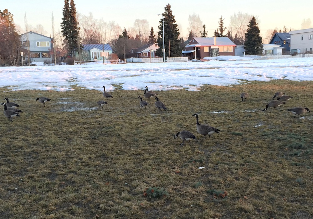 Geese in the Spring Park Strip