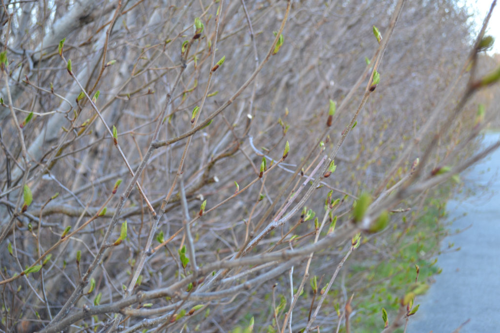 Trees leafing out in Alaska