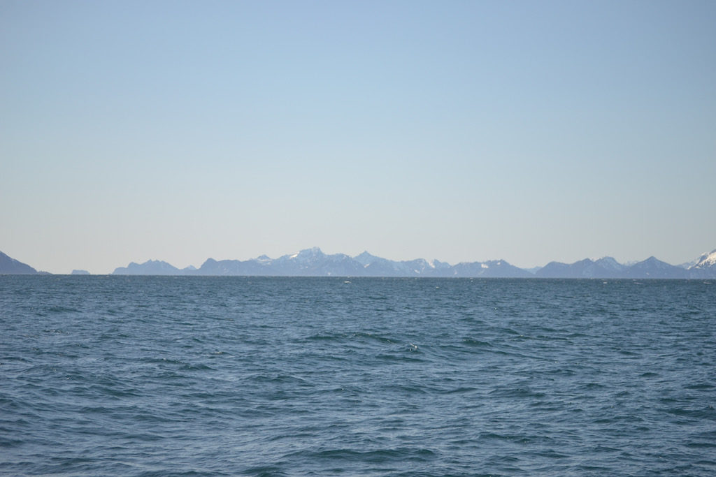 grey whale watching cruise _ Alaska