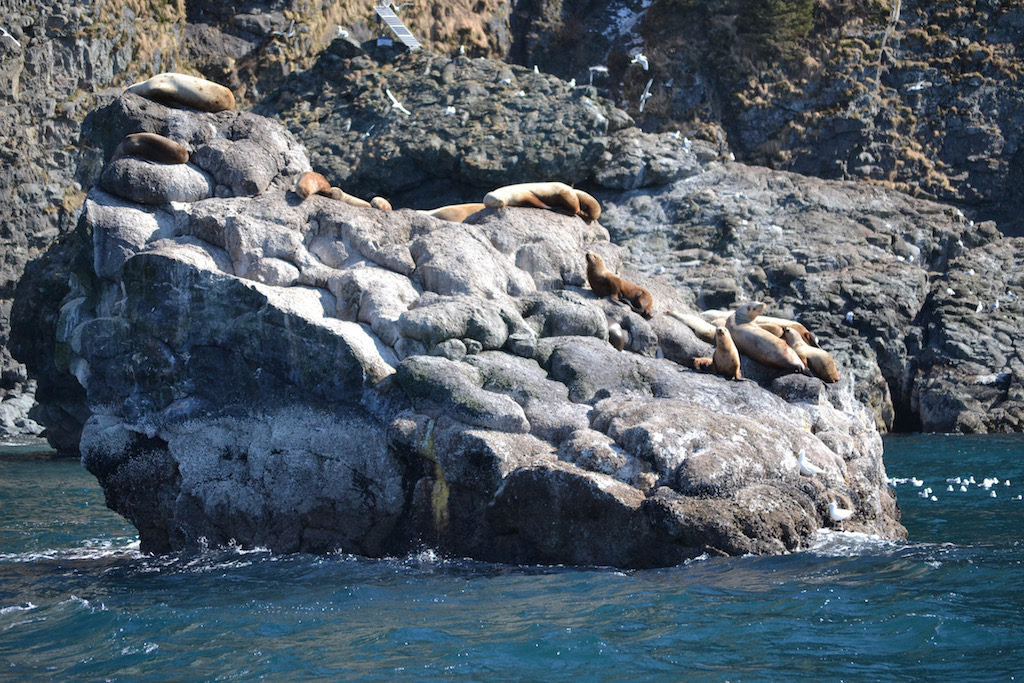 grey whale watching cruise_sea lions