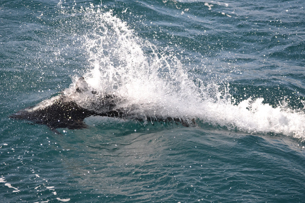 grey whale watching cruise_porpoise