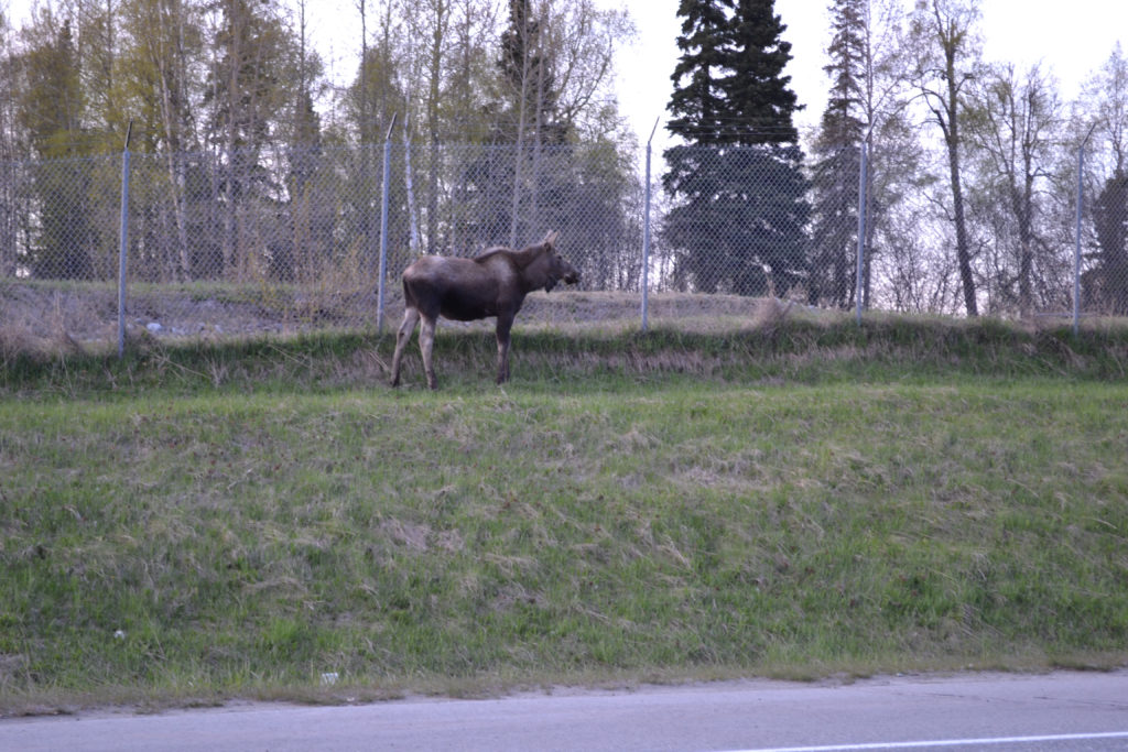 moose near Kincaid Park