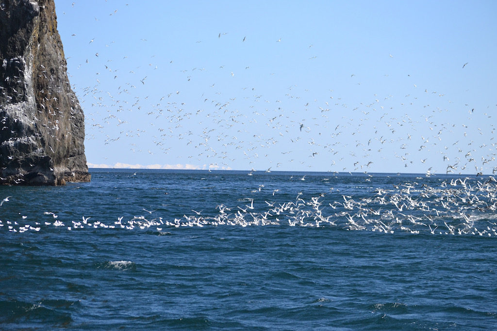 grey whale watching cruise _ birds