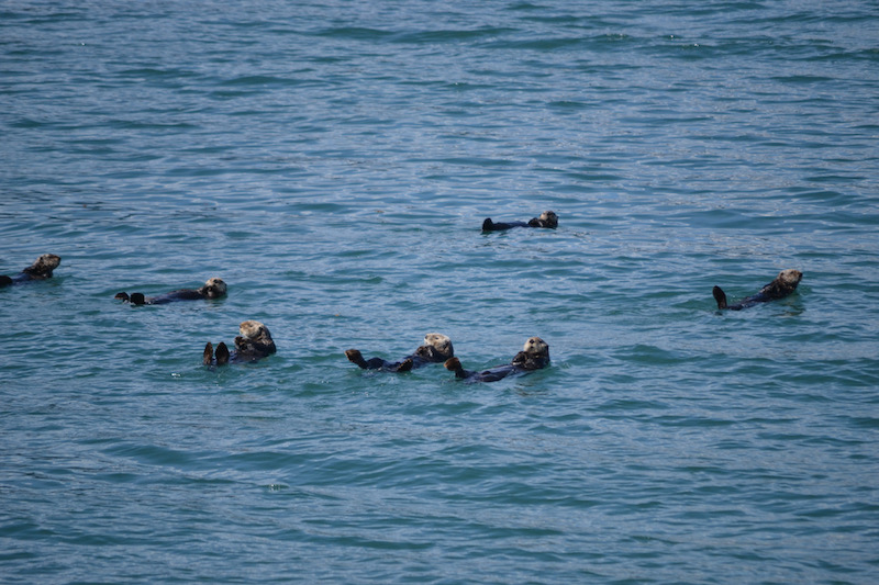 Major Marine Tours Otters