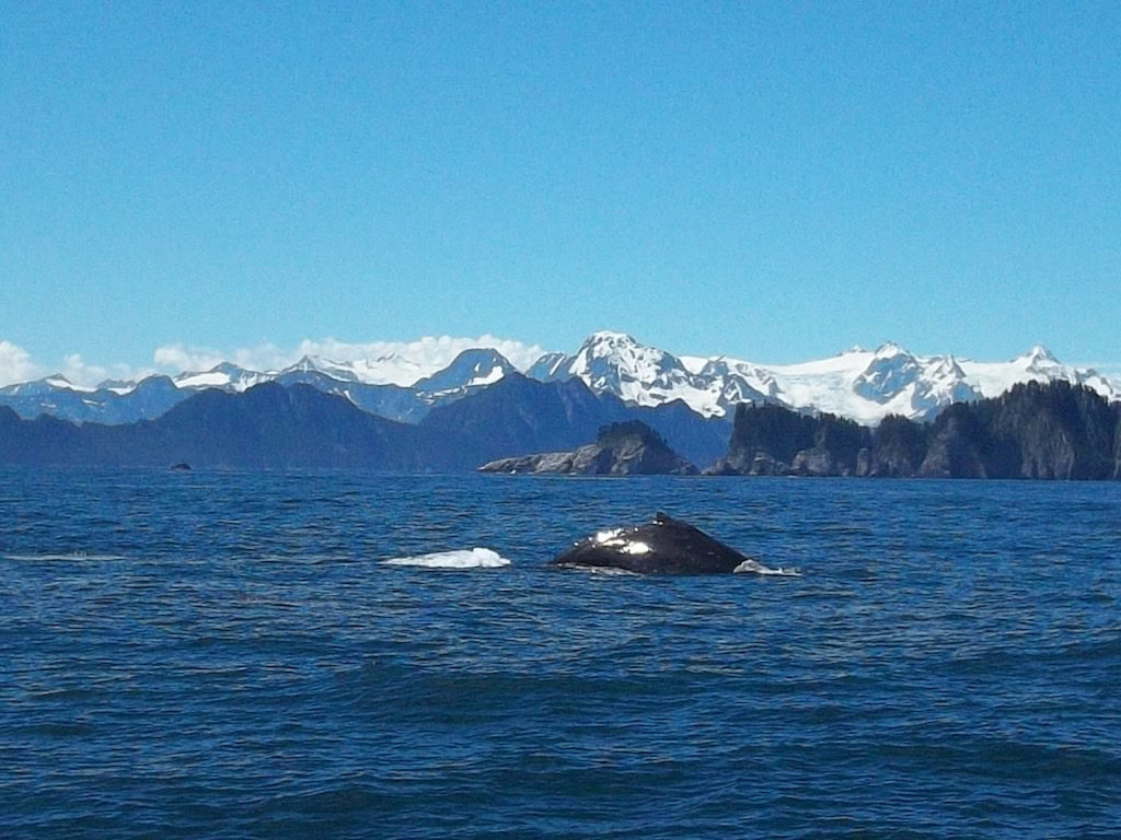 Major Marine Tours Resurrection Bay