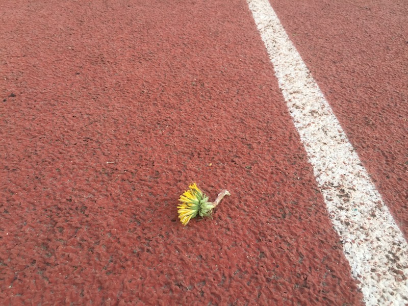 dandelion resilience