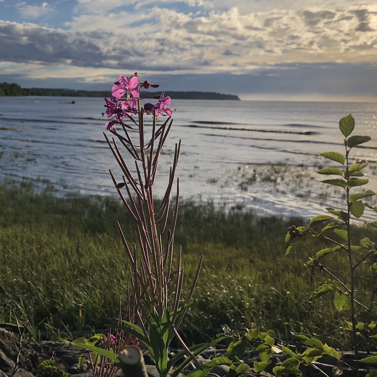 End of Summer Fireweed