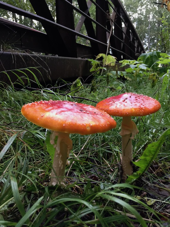 Fly Agaric