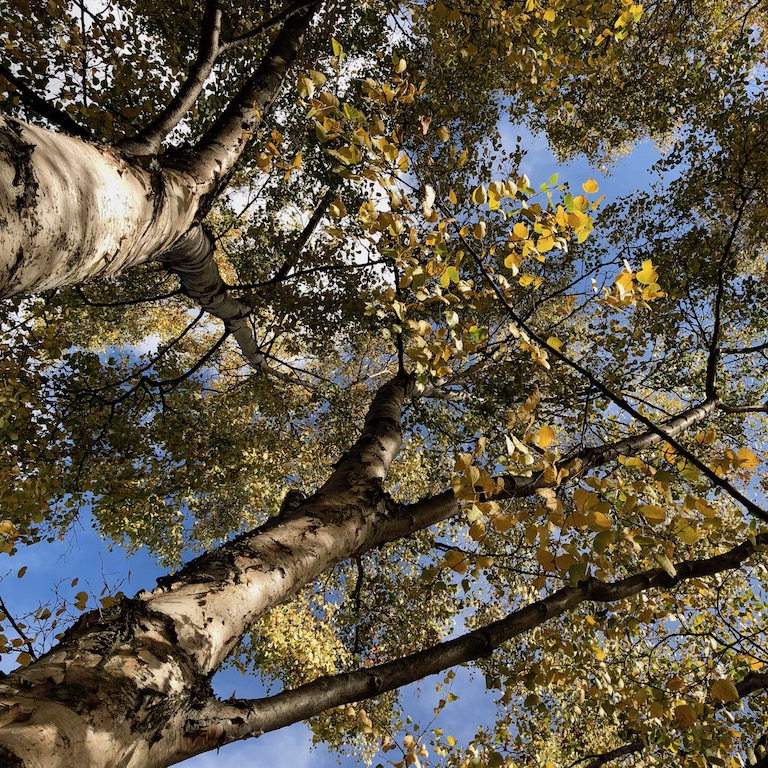 paper birch tree