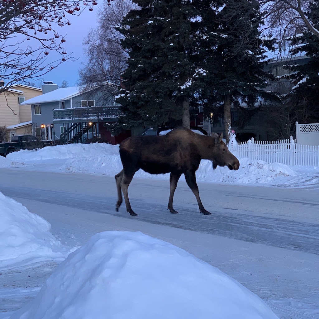 moose crossing 15th avenue